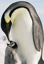 Image result for penguin