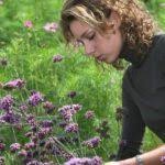 This plant is technically a perennial, but it can also be considered an annual, depending on the climate zone in which it is grown. Annual Vs Perennial Verbena How Long Does Verbena Last In The Garden