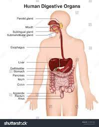 The Human Digestive System Medical Vector Illustration On White Background Ad Sponsored System Medical Hum Human Digestive System Digestive System Human