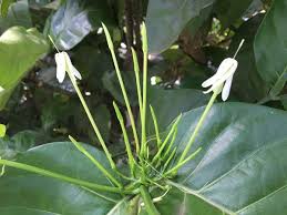 Image result for Oxyanthus speciosus