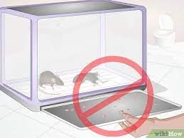 How To Clean A Rat's Cage (With Pictures) - Wikihow