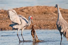 The common name of this bird refers to habitat like that at the platte river. Sandhill Crane Facts Iain Nicolson Audubon Center At Rowe Sanctuary