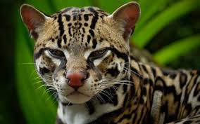 Les Animaux Insolites De Colombie Terra Colombia Voir plus d'idées sur le thème animaux, photo animaux. les animaux insolites de colombie
