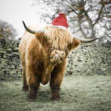 What about cows wearing horns? Not A Cat Cute Baby Cow Cow Pictures Fluffy Cows