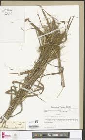 Image result for Euclasta condylotricha