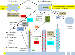 (a textures and sounds mod with few changes on some data\.ini 's. Developmental Biology Of Streptomyces From The Perspective Of 100 Actinobacterial Genome Sequences Chandra 2014 Fems Microbiology Reviews Wiley Online Library