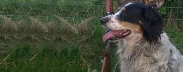 Maybe you would like to learn more about one of these? Springer Spaniel Sheepdog Dog Breed Facts And Information Wag Dog Walking