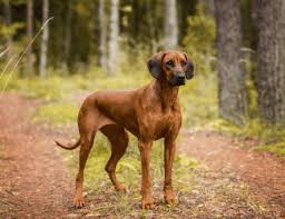 Image result for bavorský barvář