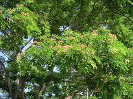 Image result for Samanea leptophylla