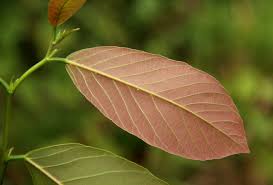 Image result for Bridelia micrantha