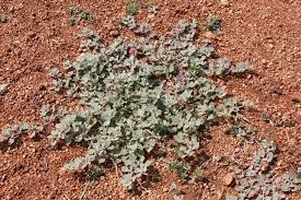 Image result for Glinus lotoides