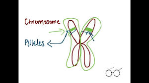 Amoeba sisters alleles and genes worksheet : What Are Genes And Chromosomes Youtube