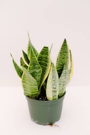 Image result for Tristachya superba