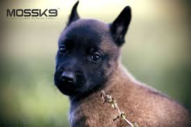 Belgian malinois are quite striking and bring much nicole is the proud mom of rosa, a new zealand huntaway, and baby, a burmese cat. Belgian Malinois Puppy Moss K9 Cute Baby Animals Puppy Malinois Puppies Belgian Malinois Puppies Malinois