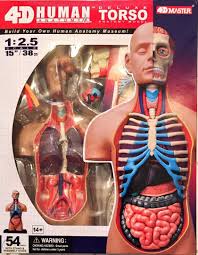 In this class you will learn how to simplify this process with basic forms and concepts. 4d Vision Human Anatomy Torso Model Learning Education Toys Games Mhiberlin De