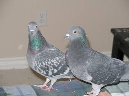 Check spelling or type a new query. Found A Sick Or Injured Pigeon Here S What To Do And Not To Do Pethelpful