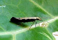 Image result for Crambe kilimandscharica