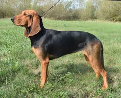 Image result for jurský honič