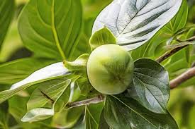 We did not find results for: 1 386 Persimmon Tree Leaves Photos Free Royalty Free Stock Photos From Dreamstime