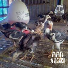 Hari ini mau dapat ayam bangkok yang bagus untuk tarung yang bisa memenuhi hasrat temen2? Jual Anakan Ayam Terdekat Harga Murah Grosir July 2021