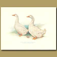 About pekin ducks the pekin duck originated in what is now known as bejing, china and was introduced into the americas in the 1870s. Prize White Pekin Ducklings Genuine Antique Print For Sale