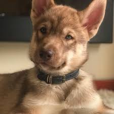 Find And Follow Posts Tagged Tamaskan On Tumblr In 2020 Tamaskan Dog Cute Dogs Pretty Dogs