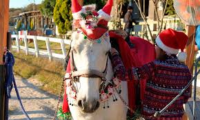 Maybe you would like to learn more about one of these? 10 Horses Who Need To Have A Talk With Their Owners This Christmas Cowgirl Magazine
