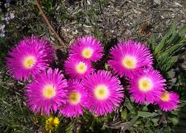 Image result for Carpobrotus