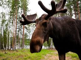How Should Colorado Handle Its Booming Moose Population? | Smithsonian