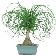 I just noticed that my ponytail palm bulb has shrunk or collapsed. Ponytail Palm Care
