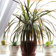 Image result for dracaena