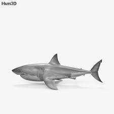 Great White Shark Hd Great White Shark White Sharks Shark