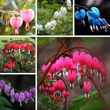 Große auswahl an bleeding heart. Color Red Dicentra Spectabilis Flower Plant Bleeding Heart Seeds Dicentra Flower Perennial Herb 10pcs Garden Outdoors Plants Seeds Bulbs