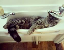 my cat sylvanas likes to sleep in the