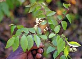 Image result for Clausena anisata