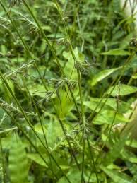 Image result for Oplismenus