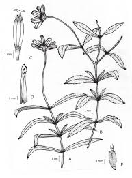 Image result for Aspilia