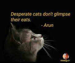 Desperate Cats Cats Desperate Me Quotes