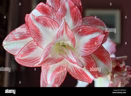 Image result for Amaryllidaceae