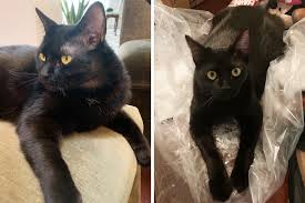 Los angeles (hoodline) — start your day off right by browsing through cuddly canines! Pickles Aspca