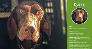 Right now you can submit your dog to be featured in the dogs of downtown summerlin calendar. Phoenix German Shorthaired Pointer Stars In Tsa 2021 Dog Calendar