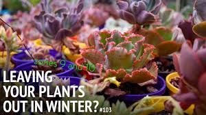 When a clump fills its pot, remove it from the container, shake. 103 Growing Succulents In The Ground During Winter Tips For Zones 9 And 10 Youtube