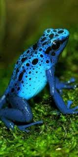 Blue Poison Dart Frog Rainforest Animals Blue Poison Dart Frog Poison Dart Frogs