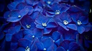 Maybe you would like to learn more about one of these? Hd Blue Flowers Wallpapers Peakpx