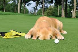 Follow justin thomas at augusta.com for up to the minute scores, highlights and player information at the 2020 masters. Justin Thomas Cites Lack Of Fans For Poor Performance Dog Leg News