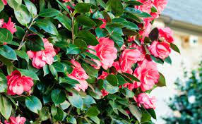 Camellia Japonica Hedge Burke S Backyard