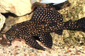 Daher würde gerne ein wels aquarium einrichten. Wissenswertes Uber Welse Eine Kleine Einsteigerfibel Nature2aqua