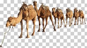 The simple and bean language now supports a camel ognl notation for invoking beans in a chain like fashion. Sahara String Cheese The Tombs Of Ancient Egypt Dromedary Egypt Tourism Cheese Egypt Landscape Png Klipartz