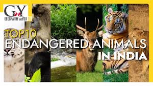 Top 10 Endangered Animals In India Endangered Species Youtube