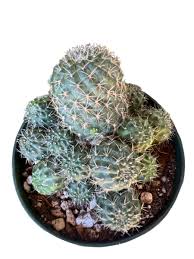 Image result for Clutia robusta